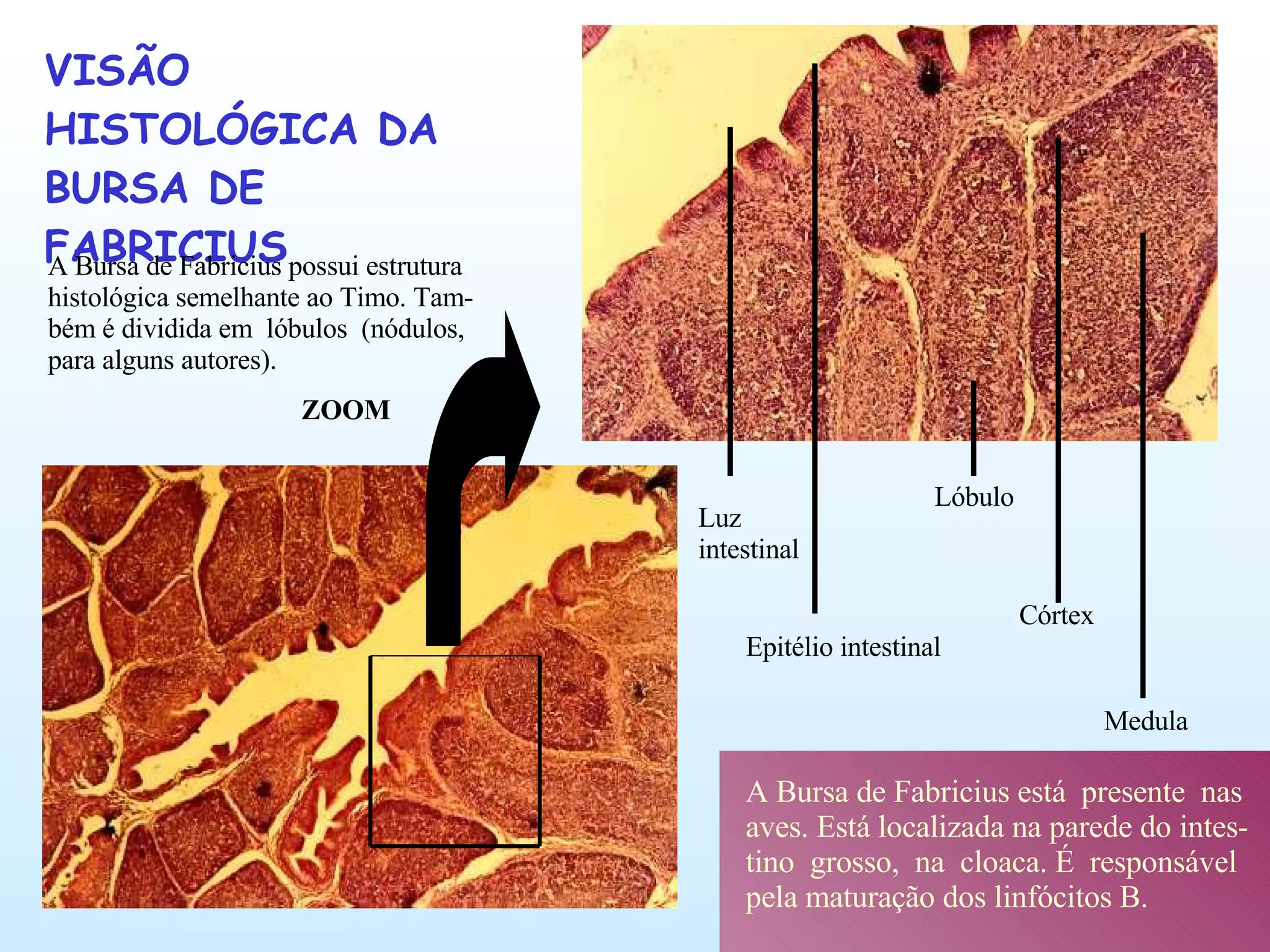 VISÃO HISTOLÓGICA DA BURSA DE FABRICIUS A Bursa de Fabricius está  presente  nas aves. Está localizada na parede do intes- tino  grosso,  na  cloaca. É  responsável pela maturação dos linfócitos B. A Bursa de Fabricius possui estrutura histológica semelhante ao Timo. Tam- bém é dividida em  lóbulos  (nódulos,  para alguns autores). ZOOM Luz intestinal Epitélio intestinal Lóbulo Córtex Medula 