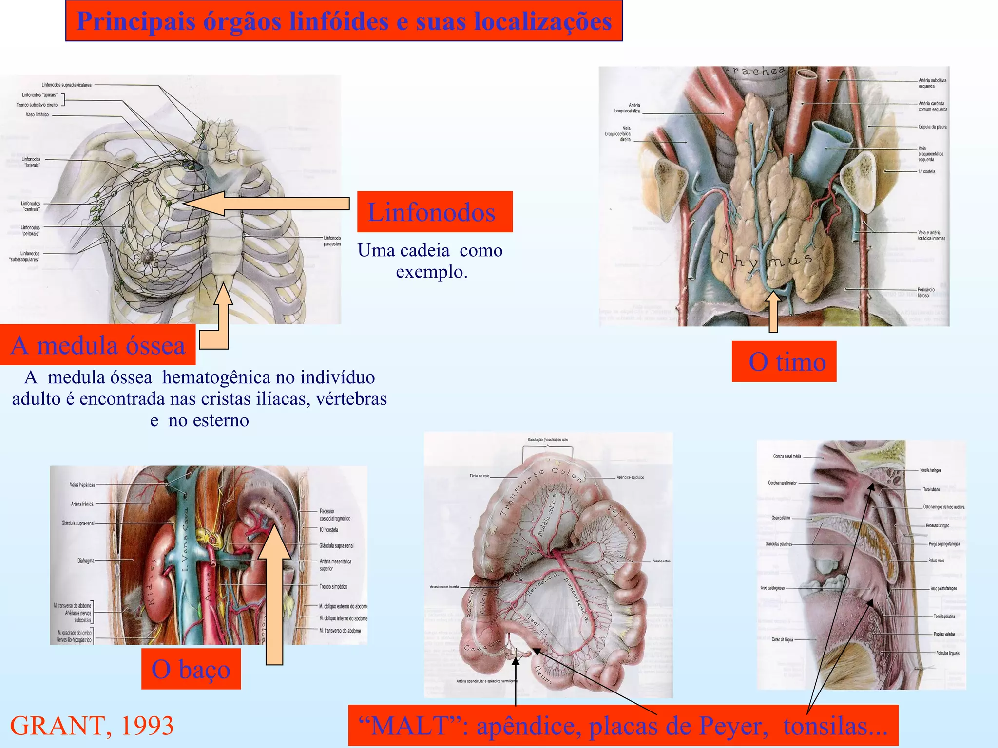 Principais órgãos linfóides e suas localizações A  medula óssea  hematogênica no indivíduo adulto é encontrada nas cristas ilíacas, vértebras e  no esterno O timo A medula óssea Linfonodos  Uma cadeia  como exemplo. O baço “ MALT”: apêndice, placas de Peyer,  tonsilas... GRANT, 1993 