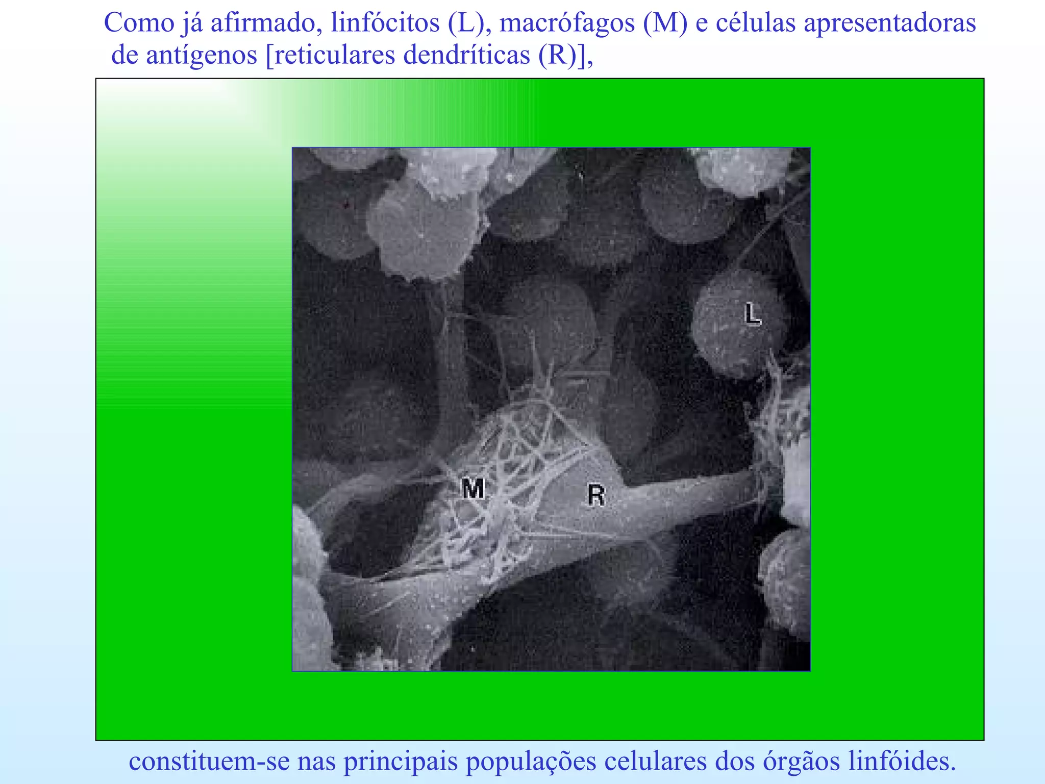 Como já afirmado, linfócitos (L), macrófagos (M) e células apresentadoras de antígenos [reticulares dendríticas (R)], constituem-se nas principais populações celulares dos órgãos linfóides. 