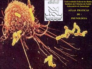 AULAS  PRÁTICAS  DE IMUNOLOGIA Universidade Federal da Bahia Instituto de Ciências da Saúde Laboratório de Imunologia 