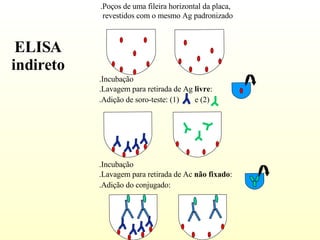 .Lavagem para retirada de Ag  livre :  .Lavagem para retirada de Ac  não fixado : .Adição do conjugado:  .Incubação   .Incubação   ELISA  indireto .Poços de uma fileira horizontal da placa, revestidos com o mesmo Ag padronizado .Adição de soro-teste: (1)  e (2)  
