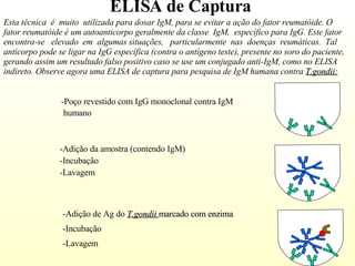 ELISA de Captura Esta técnica  é  muito  utilizada para dosar IgM, para se evitar a ação do fator reumatóide. O fator reumatóide é um autoanticorpo geralmente da classe  IgM,  específico para IgG. Este fator encontra-se  elevado  em  algumas situações,  particularmente  nas  doenças  reumáticas.  Tal anticorpo pode se ligar na IgG específica (contra o antígeno teste), presente no soro do paciente, gerando assim um resultado falso positivo caso se use um conjugado anti-IgM, como no ELISA indireto. Observe agora uma ELISA de captura para pesquisa de IgM humana contra  T.gondii:   -Poço revestido com IgG monoclonal contra IgM  humano  -Adição da amostra (contendo IgM)  -Incubação -Lavagem -Adição de Ag do  T.gondii   marcado com enzima -Incubação -Lavagem 