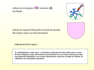 -Incubação  -Adição de reagente bloqueador (solução de parada) -Revelação: leitura em fotocolorímetro. Utilização do ELISA captura: É  principalmente  usado  para  a  detecção de anticorpos da classe IgM contra os mais  diversos antígenos (virais, bacterianos, de protozoários etc.), em todas as doenças em que  seja importante identificar o seu recente aparecimento, como por exemplo na rubéola, to- xoplasmose ou citomegalia da gestante. -Adição de cromógeno (  )/ substrato (  )  