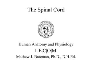 A&p 13 spinal cord