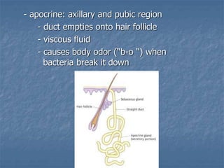 Integumentory system -essentil parts and function | PPT