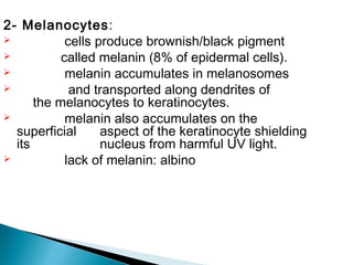 2- Melanocytes:
 cells produce brownish/black pigment
 called melanin (8% of epidermal cells).
 melanin accumulates in melanosomes
 and transported along dendrites of
the melanocytes to keratinocytes.
 melanin also accumulates on the
superficial aspect of the keratinocyte shielding
its nucleus from harmful UV light.
 lack of melanin: albino
 