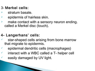 3- Merkel cells:
 stratum basale.
 epidermis of hairless skin.
 make contact with a sensory neuron ending.
called a Merkel disc (touch).
4- Langerhans’ cells:
 star-shaped cells arising from bone marrow
that migrate to epidermis.
 epidermal dendritic cells (macrophages)
 interact with a WBC called a T- helper cell
 easily damaged by UV light.
 