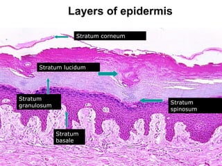 Stratum corneum
Stratum lucidum
Stratum
spinosum
Stratum
granulosum
Stratum
basale
Layers of epidermis
 