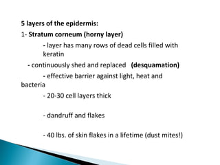 5 layers of the epidermis:
1- Stratum corneum (horny layer)
- layer has many rows of dead cells filled with
keratin
- continuously shed and replaced (desquamation)
- effective barrier against light, heat and
bacteria
- 20-30 cell layers thick
- dandruff and flakes
- 40 lbs. of skin flakes in a lifetime (dust mites!)
 
