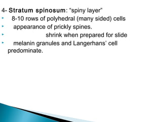 4- Stratum spinosum: “spiny layer”
 8-10 rows of polyhedral (many sided) cells
 appearance of prickly spines.
 shrink when prepared for slide
 melanin granules and Langerhans’ cell
predominate.
 