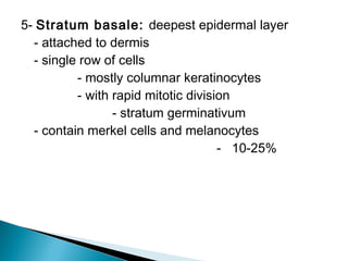 5- Stratum basale: deepest epidermal layer
- attached to dermis
- single row of cells
- mostly columnar keratinocytes
- with rapid mitotic division
- stratum germinativum
- contain merkel cells and melanocytes
- 10-25%
 