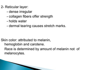 2- Reticular layer:
- dense irregular
- collagen fibers offer strength
- holds water
- dermal tearing causes stretch marks.
Skin color: attributed to melanin,
hemoglobin and carotene.
Race is determined by amount of melanin not of
melanocytes.
 