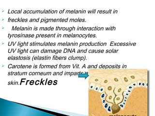  Local accumulation of melanin will result in
 freckles and pigmented moles.
 Melanin is made through interaction with
tyrosinase present in melanocytes.
 UV light stimulates melanin production Excessive
UV light can damage DNA and cause solar
elastosis (elastin fibers clump).
 Carotene is formed from Vit. A and deposits in
stratum corneum and imparts an orange tone to
skin.Freckles
 