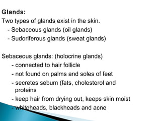 Glands:
Two types of glands exist in the skin.
- Sebaceous glands (oil glands)
- Sudoriferous glands (sweat glands)
Sebaceous glands: (holocrine glands)
- connected to hair follicle
- not found on palms and soles of feet
- secretes sebum (fats, cholesterol and
proteins
- keep hair from drying out, keeps skin moist
- whiteheads, blackheads and acne
 