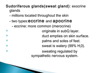 Sudoriferous glands(sweat gland): exocrine
glands
- millions located throughout the skin
- two types:eccrine and apocrine
- eccrine: more common (merocrine)
 originate in subQ layer.
 duct empties on skin surface.
 palms and soles of feet.
 sweat is watery (99% H20).
 sweating regulated by
sympathetic nervous system.
 