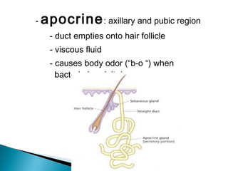 - apocrine: axillary and pubic region
- duct empties onto hair follicle
- viscous fluid
- causes body odor (“b-o “) when
bacteria break it down
 