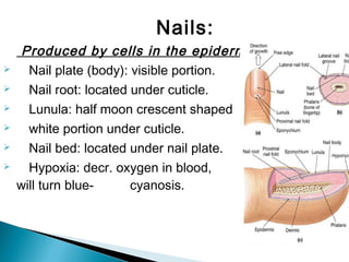 Nails:
Produced by cells in the epidermis
 Nail plate (body): visible portion.
 Nail root: located under cuticle.
 Lunula: half moon crescent shaped
 white portion under cuticle.
 Nail bed: located under nail plate.
 Hypoxia: decr. oxygen in blood, nail bed
will turn blue- cyanosis.
 