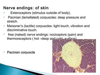 Nerve endings: of skin
 Exteroceptors (stimulus outside of body).
 Pacinian (lamellated) corpuscles: deep pressure and
stretch.
 Meissner’s (tactile) corpuscles: light touch, vibration and
discriminative touch.
 free (naked) nerve endings: nociceptors (pain) and
thermoreceptors ( hot –deep and cold- surface).
 Pacinian corpusclePacinian corpuscle
 