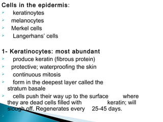 Cells in the epidermis:
 keratinoytes
 melanocytes
 Merkel cells
 Langerhans’ cells
1- Keratinocytes: most abundant
 produce keratin (fibrous protein)
 protective; waterproofing the skin
 continuous mitosis
 form in the deepest layer called the
stratum basale
 cells push their way up to the surface where
they are dead cells filled with keratin; will
slough off. Regenerates every 25-45 days.

 
