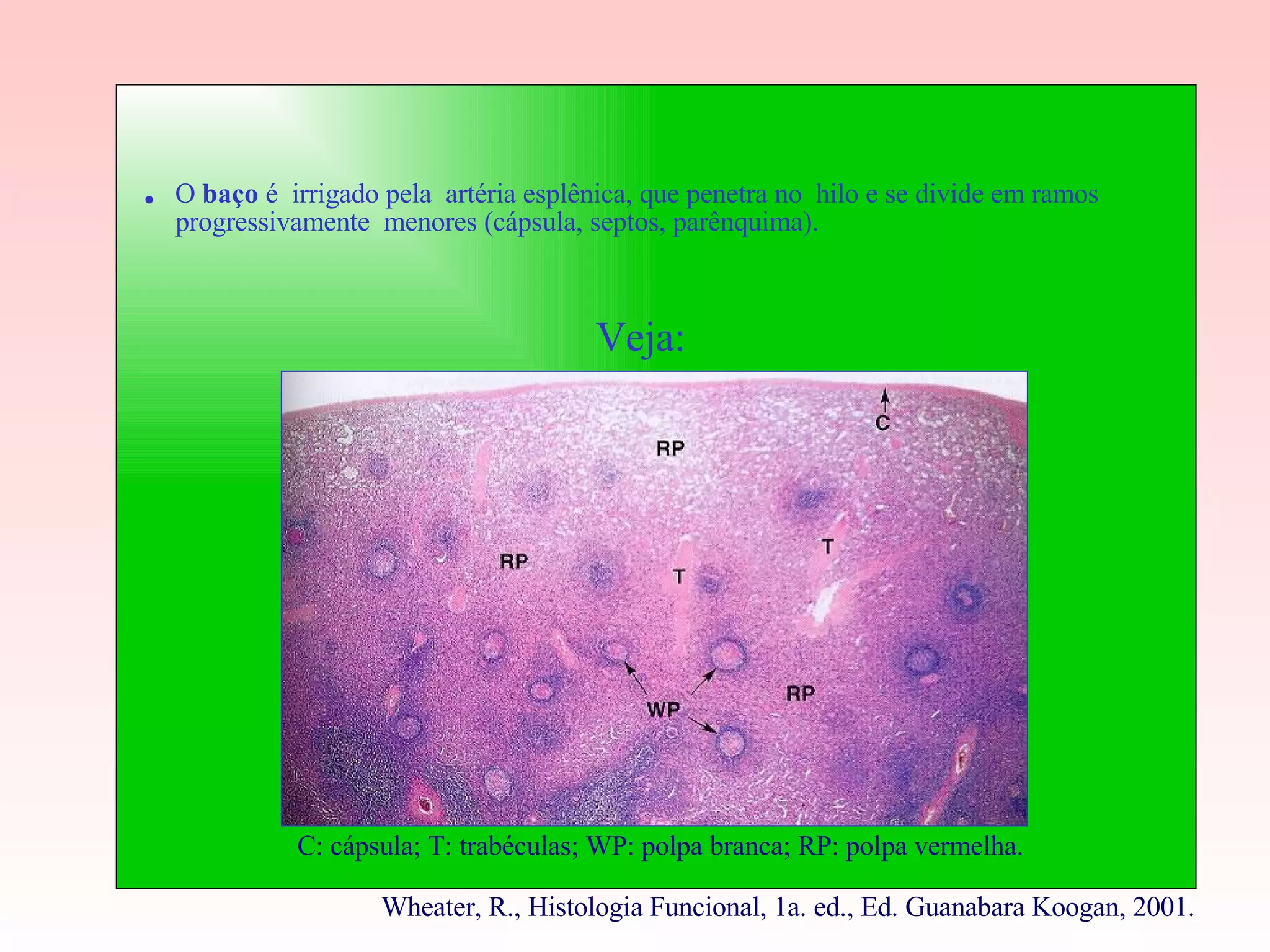 .  O  baço  é  irrigado pela  artéria esplênica, que penetra no  hilo e se divide em ramos progressivamente  menores (cápsula, septos, parênquima).  Veja: C: cápsula; T: trabéculas; WP: polpa branca; RP: polpa vermelha. Wheater, R., Histologia Funcional, 1a. ed., Ed. Guanabara Koogan, 2001.  