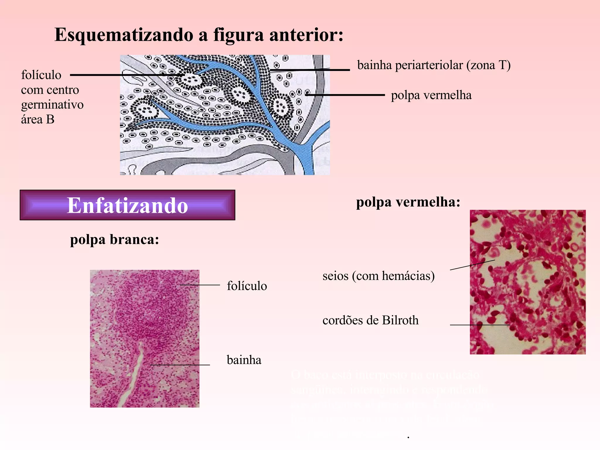 bainha periarteriolar (zona T) polpa vermelha folículo com centro germinativo área B polpa branca: folículo bainha polpa vermelha: seios (com hemácias) cordões de Bilroth O baço está interposto na circulação sangüínea, interagindo e respondendo aos antígenos aí presentes. É um órgão hemocitopóiético na vida fetal, além de fazer hemocaterese . Enfatizando Esquematizando a figura anterior: 