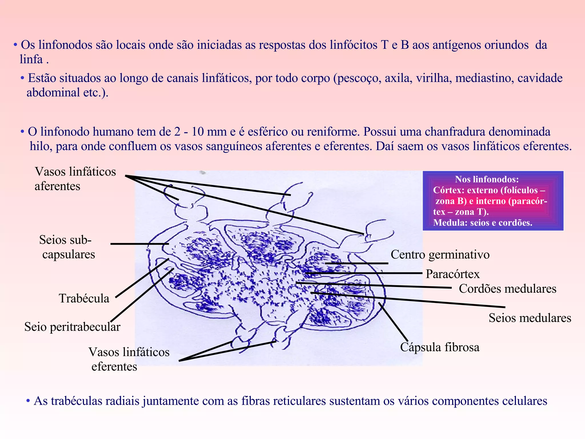 Os linfonodos são locais onde são iniciadas as respostas dos linfócitos T e B aos antígenos oriundos  da  linfa . Estão situados ao longo de canais linfáticos, por todo corpo (pescoço, axila, virilha, mediastino, cavidade abdominal etc.). O linfonodo humano tem de 2 - 10 mm e é esférico ou reniforme. Possui uma chanfradura denominada hilo, para onde confluem os vasos sanguíneos aferentes e eferentes. Daí saem os vasos linfáticos eferentes. As trabéculas radiais juntamente com as fibras reticulares sustentam os vários componentes celulares Seios sub- capsulares Trabécula Cápsula fibrosa Vasos linfáticos eferentes Centro germinativo Vasos linfáticos aferentes Cordões medulares Seio peritrabecular Seios medulares Paracórtex Nos linfonodos:  Córtex: externo (folículos – zona B) e interno (paracór- tex – zona T). Medula: seios e cordões. 