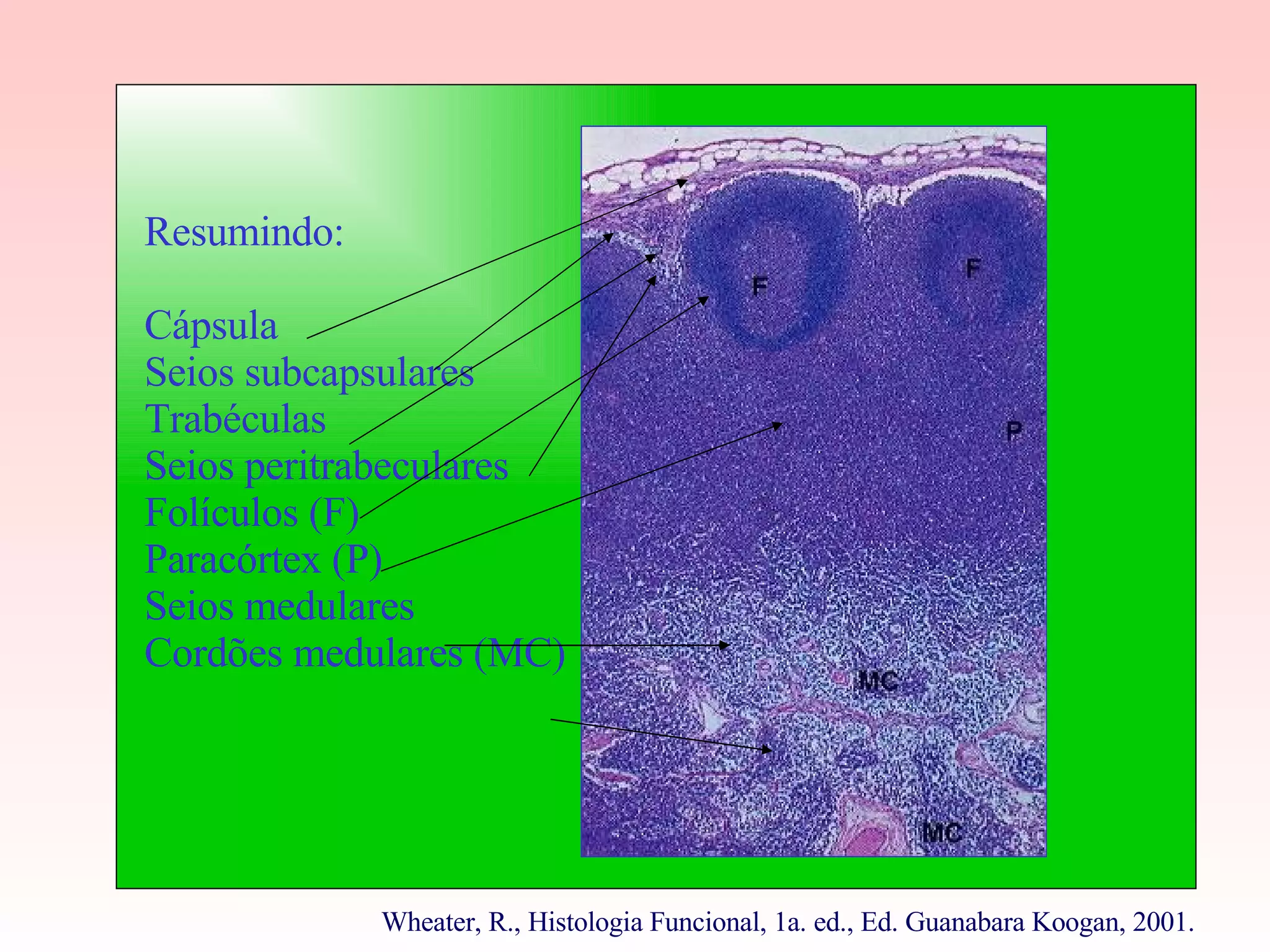 Resumindo: Cápsula Seios subcapsulares Trabéculas Seios peritrabeculares Folículos (F) Paracórtex (P) Seios medulares  Cordões medulares (MC) Wheater, R., Histologia Funcional, 1a. ed., Ed. Guanabara Koogan, 2001.  