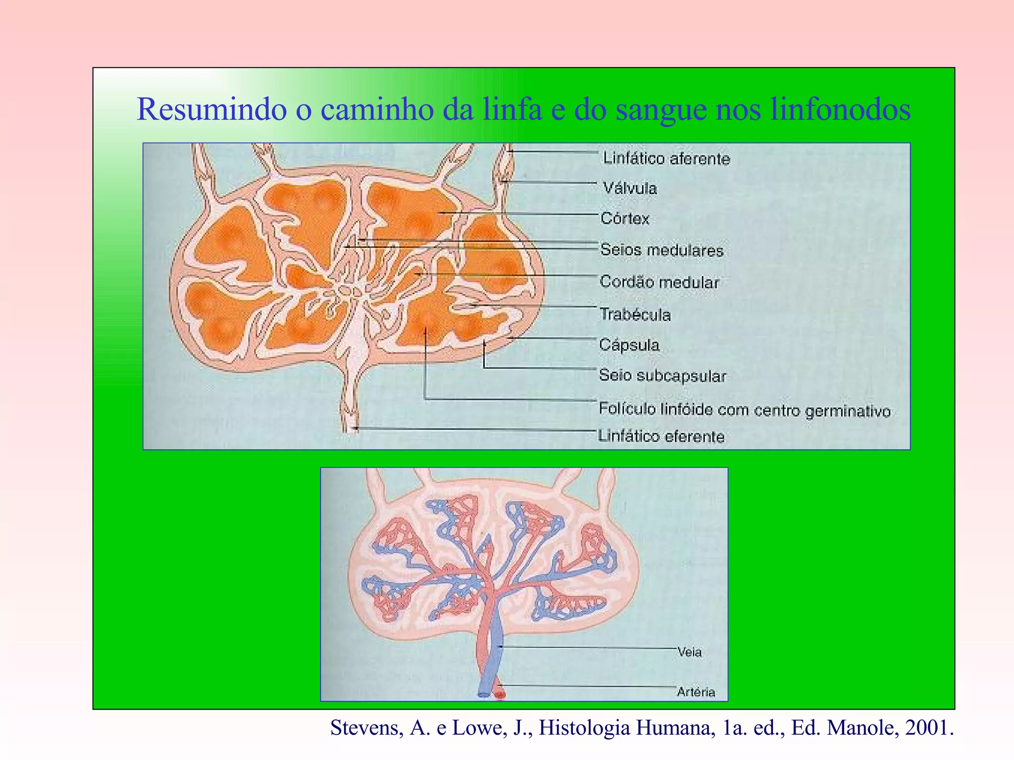 Resumindo o caminho da linfa e do sangue nos linfonodos Stevens, A. e Lowe, J., Histologia Humana, 1a. ed., Ed. Manole, 2001. 