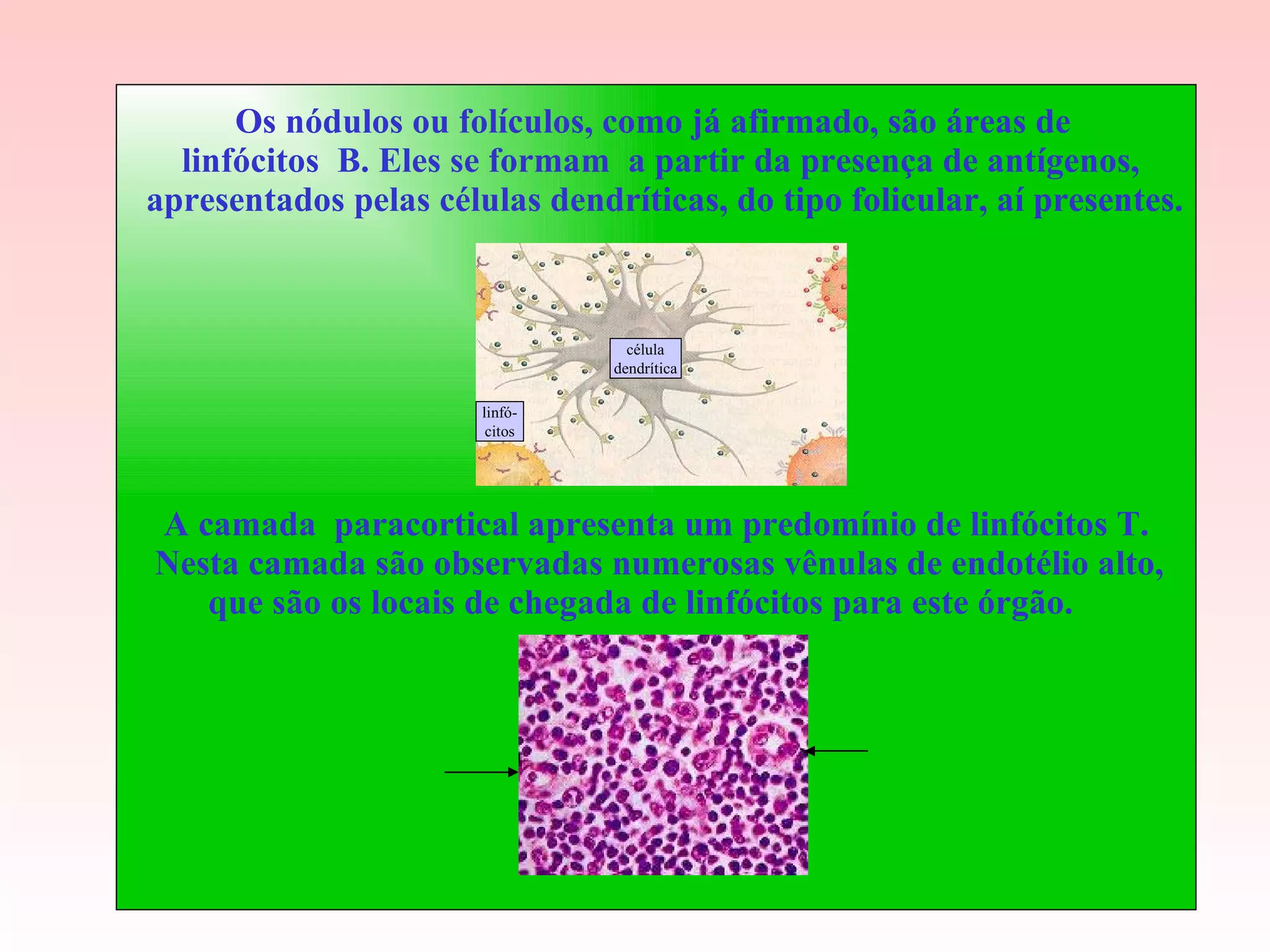 Os nódulos ou folículos, como já afirmado, são áreas de  linfócitos  B. Eles se formam  a partir da presença de antígenos, apresentados pelas células dendríticas, do tipo folicular, aí presentes. A camada  paracortical apresenta um predomínio de linfócitos T. Nesta camada são observadas numerosas vênulas de endotélio alto, que são os locais de chegada de linfócitos para este órgão.  