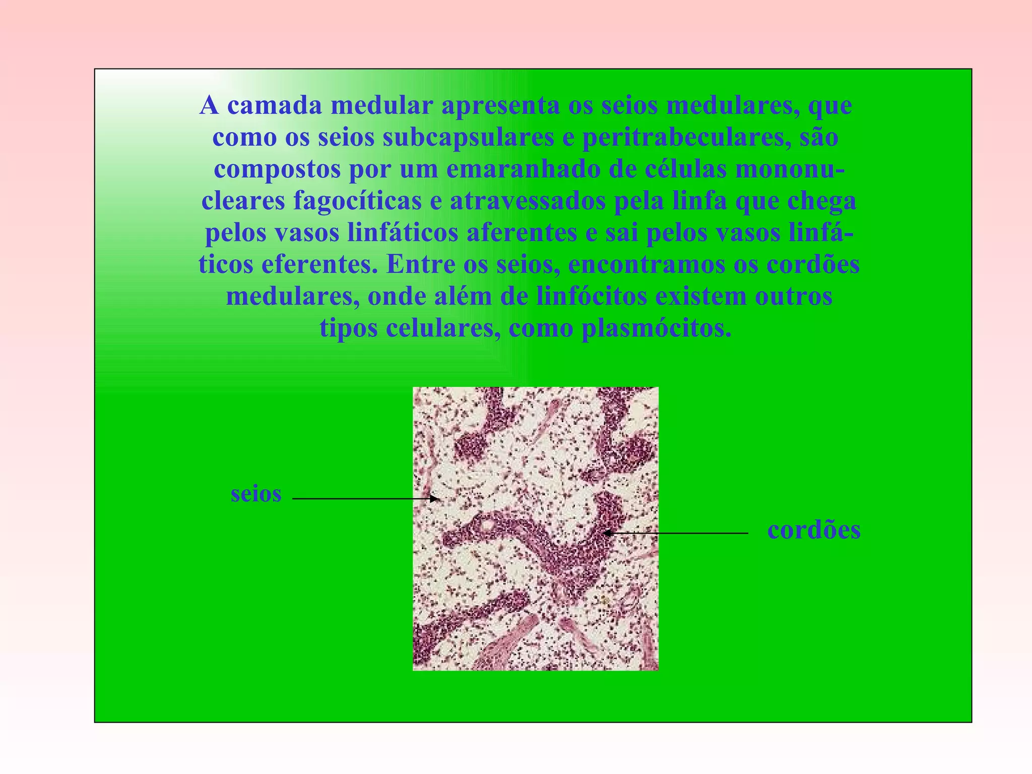 A camada medular apresenta os seios medulares, que  como os seios subcapsulares e peritrabeculares, são  compostos por um emaranhado de células mononu- cleares fagocíticas e atravessados pela linfa que chega pelos vasos linfáticos aferentes e sai pelos vasos linfá- ticos eferentes. Entre os seios, encontramos os cordões medulares, onde além de linfócitos existem outros tipos celulares, como plasmócitos.  seios cordões 