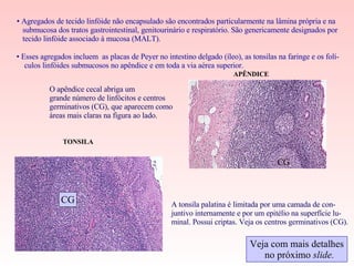 Ap2 - Sistema Linfóide Os orgãos linfóides secundários | PPS