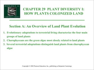 CHAPTER 29 PLANT DIVERSITY I:
HOW PLANTS COLONIZED LAND
Copyright © 2002 Pearson Education, Inc., publishing as Benjamin Cummings
Section A: An Overview of Land Plant Evolution
1. Evolutionary adaptations to terrestrial living characterize the four main
groups of land plants
2. Charophyceans are the green algae most closely related to land plants
3. Several terrestrial adaptations distinguish land plants from charophycean
algae
 
