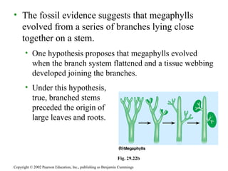 Ap29 plant diversity1 | PPT