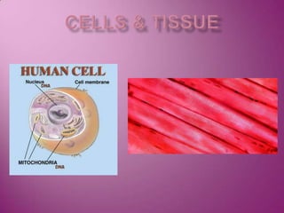 Cells & tissue 