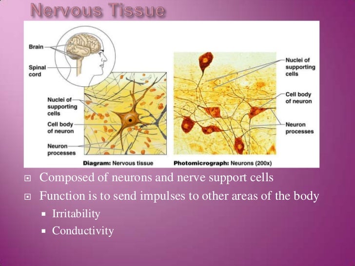 A&P2 Cell Tissue