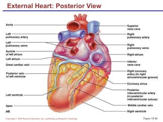 External Heart: Posterior View Figure 18.4d 