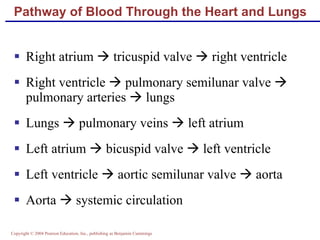 Pathway of Blood Through the Heart and Lungs Right atrium    tricuspid valve    right ventricle Right ventricle    pulmonary semilunar valve    pulmonary arteries    lungs Lungs    pulmonary veins    left atrium Left atrium    bicuspid valve    left ventricle Left ventricle    aortic semilunar valve    aorta Aorta    systemic circulation 