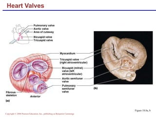 Heart Valves Figure 18.8a, b 
