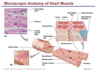 Microscopic Anatomy of Heart Muscle Figure 18.11 