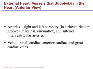 Arteries – right and left coronary (in atrioventricular groove), marginal, circumflex, and anterior interventricular arteries Veins – small cardiac, anterior cardiac, and great cardiac veins External Heart: Vessels that Supply/Drain the Heart (Anterior View) 
