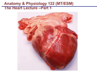 Anatomy & Physiology 122 (MT/ESM) The Heart Lecture –Part 1 