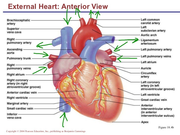 External structure of the heart with labels