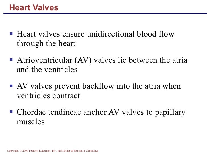 Ap2 chap18heartclass