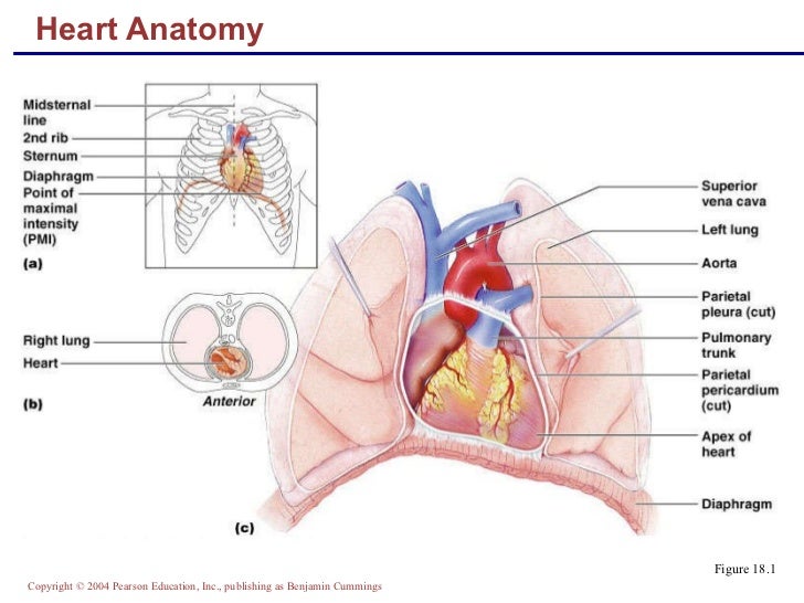 Ap2 chap18heartclass