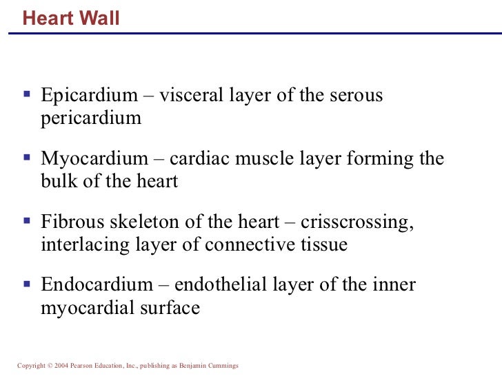Ap2 chap18heartclass
