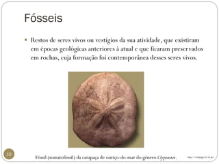 Fósseis 
10 
Restos de seres vivos ou vestígios da sua atividade, que existiram em épocas geológicas anteriores à atual e que ficaram preservados em rochas, cuja formação foi contemporânea desses seres vivos. 
Fóssil (somatofóssil) da carapaça de ouriço-do-mar do género Clypeaster. 
http://webpages.fc.ul.pt/  