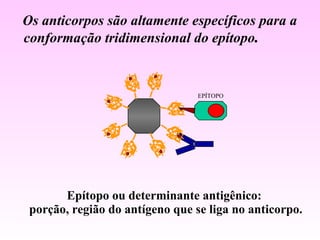 Os anticorpos são altamente específicos para a  conformação tridimensional do epítopo . EPÍTOPO Epítopo ou determinante antigênico:  porção, região do antígeno que se liga no anticorpo. 