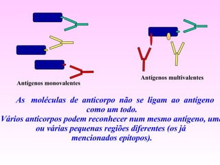 As  moléculas  de  anticorpo  não  se  ligam  ao  antígeno como um todo. Vários anticorpos podem reconhecer num mesmo antígeno, uma ou várias pequenas regiões diferentes (os já  mencionados epítopos). Antígenos monovalentes  Antígenos multivalentes  