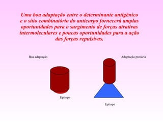 Uma boa adaptação entre o determinante antigênico e o sítio combinatório do anticorpo fornecerá amplas oportunidades para o surgimento de forças atrativas intermoleculares e poucas oportunidades para a ação das forças repulsivas. Boa adaptação Adaptação precária Epítopo Epítopo  