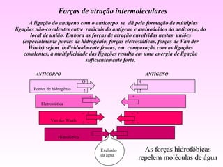 ANTICORPO ANTÍGENO Forças de atração intermoleculares A ligação do antígeno com o anticorpo  se  dá pela formação de múltiplas ligações não-covalentes entre  radicais do antígeno e aminoácidos do anticorpo, do local de união. Embora as forças de atração envolvidas nestas  uniões (especialmente pontes de hidrogênio, forças eletrostáticas, forças de Van der Waals) sejam  individualmente fracas, em  comparação com as ligações covalentes, a multiplicidade das ligações resulta em uma energia de ligação suficientemente forte. As forças hidrofóbicas repelem moléculas de água Pontes de hidrogênio O N O N Eletrostática - - Van der Waals -  + +  - +  - -  + Hidrofóbica Exclusão da água + + 